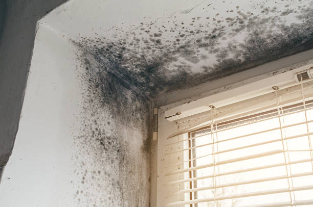 Trusted Attic Mold Removal service in Saint Petersburg, FL - Cheap Mold Removal