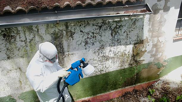 Trusted Mold Removal service in Saint Petersburg, FL - Cheap Mold Removal